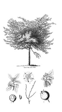 Ağaç çizimi. Eski resim