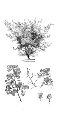 Ağaç çizimi. Eski resim