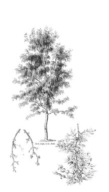 Ağaç çizimi. Eski resim