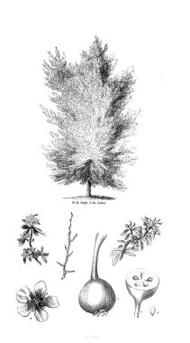 Ağaç çizimi. Eski resim