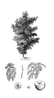 Ağaç çizimi. Eski resim