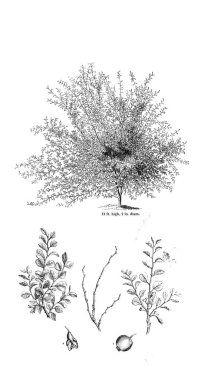 Ağaç çizimi. Eski resim