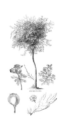 Ağaç çizimi. Eski resim