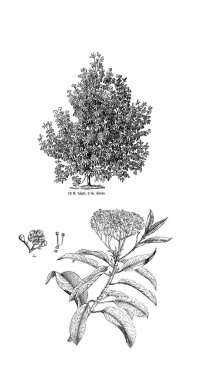 Ağaç çizimi. Eski resim