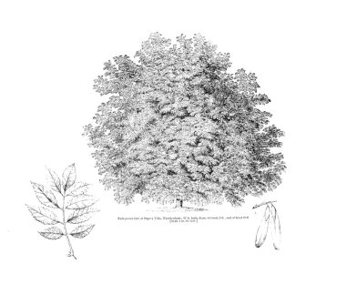 Ağaç çizimi. Eski resim