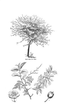 Ağaç çizimi. Eski resim