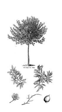 Ağaç çizimi. Eski resim