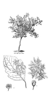 Ağaç çizimi. Eski resim