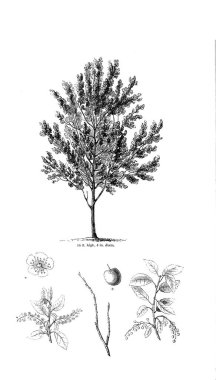 Ağaç çizimi. Eski resim