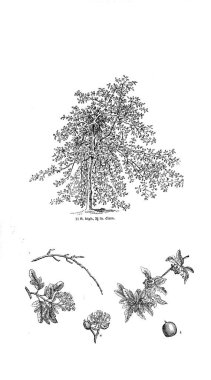 Ağaç çizimi. Eski resim