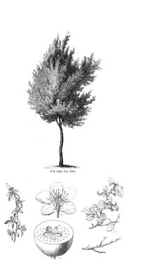 Ağaç çizimi. Eski resim