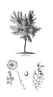 Ağaç çizimi. Eski resim