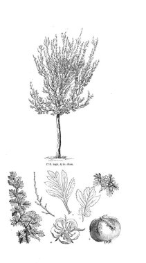 Ağaç çizimi. Eski resim