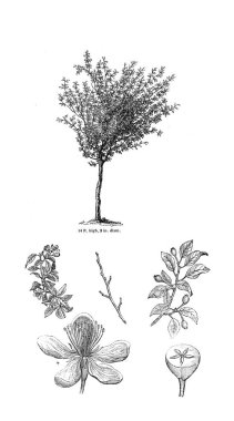 Ağaç çizimi. Eski resim