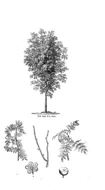 Ağaç çizimi. Eski resim