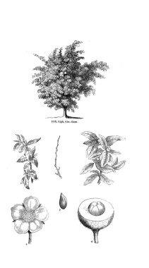 Ağaç çizimi. Eski resim