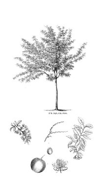 Ağaç çizimi. Eski resim