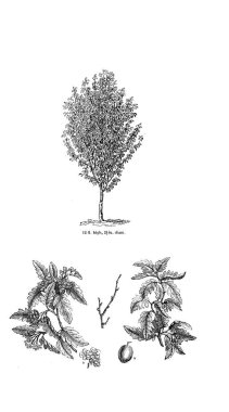 Ağaç çizimi. Eski resim