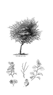 Ağaç çizimi. Eski resim