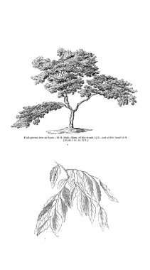 Ağaç çizimi. Eski resim