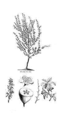 Ağaç çizimi. Eski resim