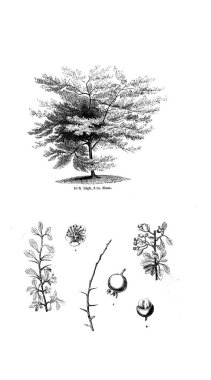 Ağaç çizimi. Eski resim