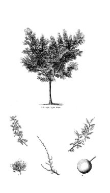 Ağaç çizimi. Eski resim