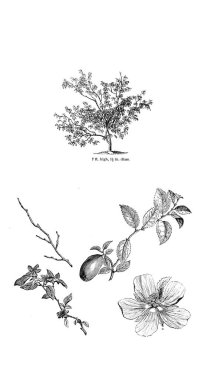 Ağaç çizimi. Eski resim