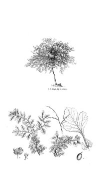 Ağaç çizimi. Eski resim