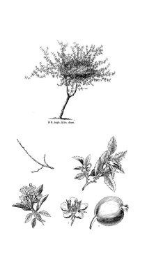 Ağaç çizimi. Eski resim