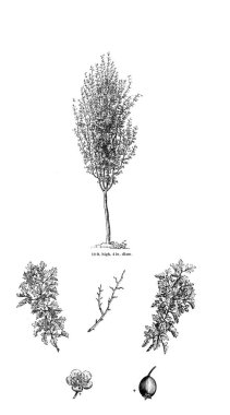 Ağaç çizimi. Eski resim