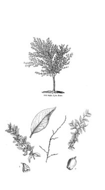 Ağaç çizimi. Eski resim