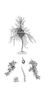 Ağaç çizimi. Eski resim