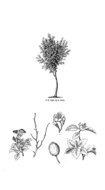 Ağaç çizimi. Eski resim