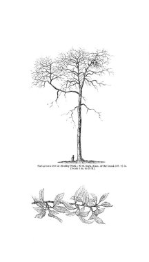 Ağaç çizimi. Eski resim