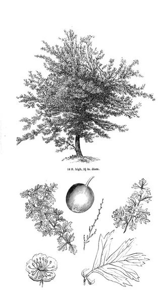 Ağaç çizimi. Eski resim