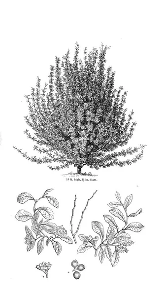 Ağaç çizimi. Eski resim