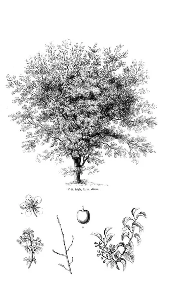 Ağaç çizimi. Eski resim