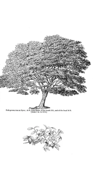 Ağaç çizimi. Eski resim