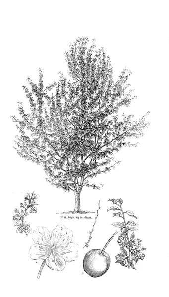 Ilustración Del Árbol Imagen Antigua — Foto de Stock