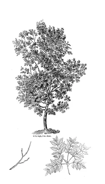 Ağaç Çizimi Eski Resim — Stok fotoğraf