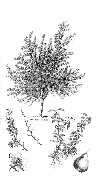 Illustration Tree Old Image — Stock Photo, Image