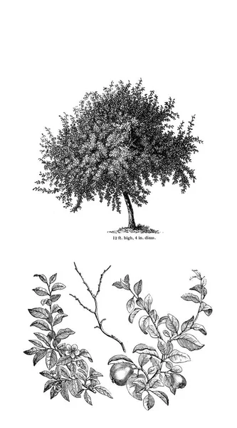 Иллюстрация Дерева Старое Изображение — стоковое фото