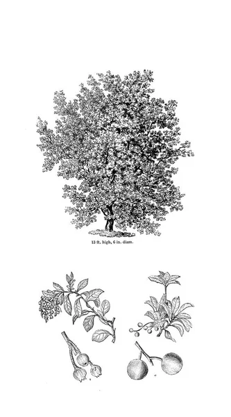 Ilustración Del Árbol Imagen Antigua — Foto de Stock