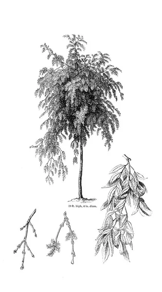 Illustration Arbre Ancienne Image — Photo