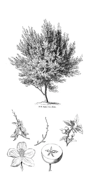 Illustration Arbre Ancienne Image — Photo