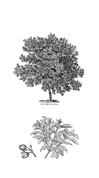 Illustration Arbre Ancienne Image — Photo