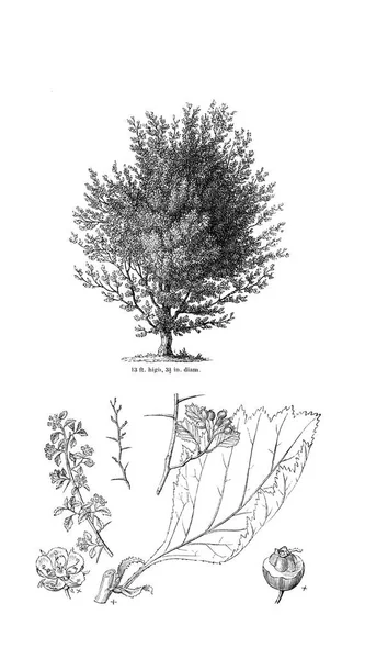 Ağaç çizimi. Eski resim