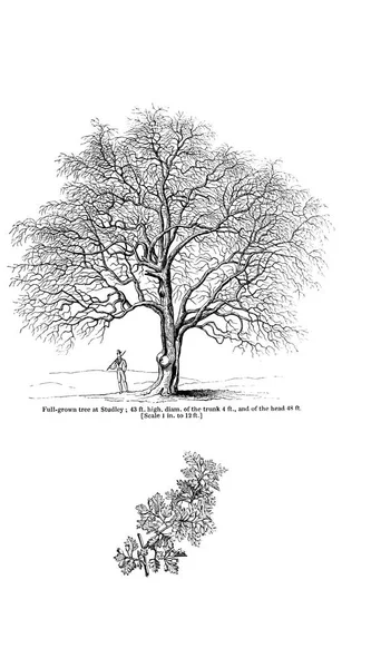 Ілюстрація Дерева Старе Зображення — стокове фото