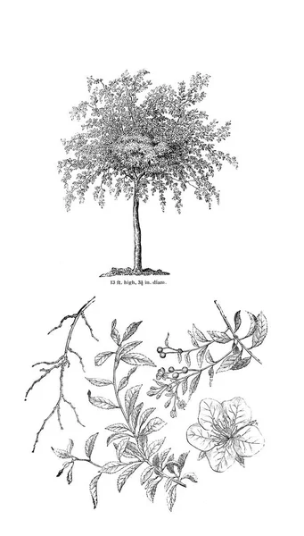 Ilustración Del Árbol Imagen Antigua — Foto de Stock